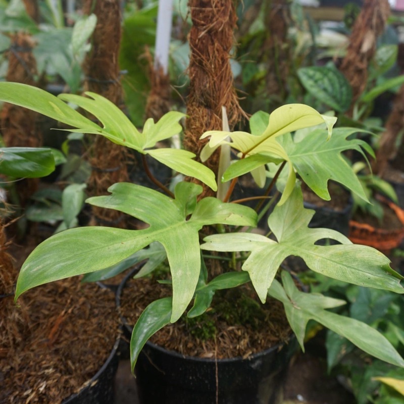 Philodendron Florida Ghost Mint