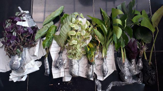  Tanaman  hias monstera deliciosa Shopee Indonesia