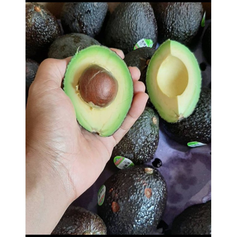 Bibit Alpukat Hass