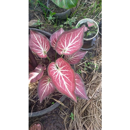 keladi/caladium ROt (rich off thai)