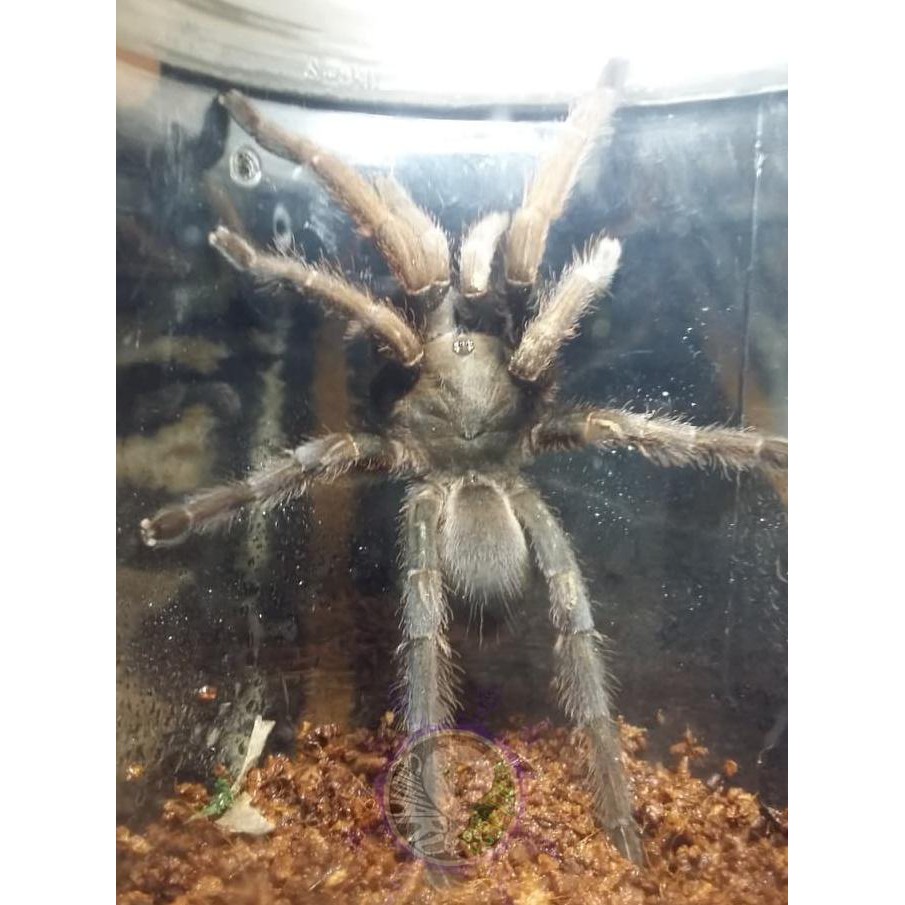 

TERLARI5 tartul jawa / selenocosmia javanensis