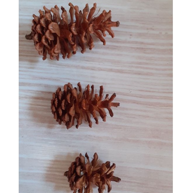 1 PCs Bunga Pinus Mekar Pinecone Pine Flower Kembang Pinus Proferty Foto Hiasan Craft Rustic Bunga Kering Lokal