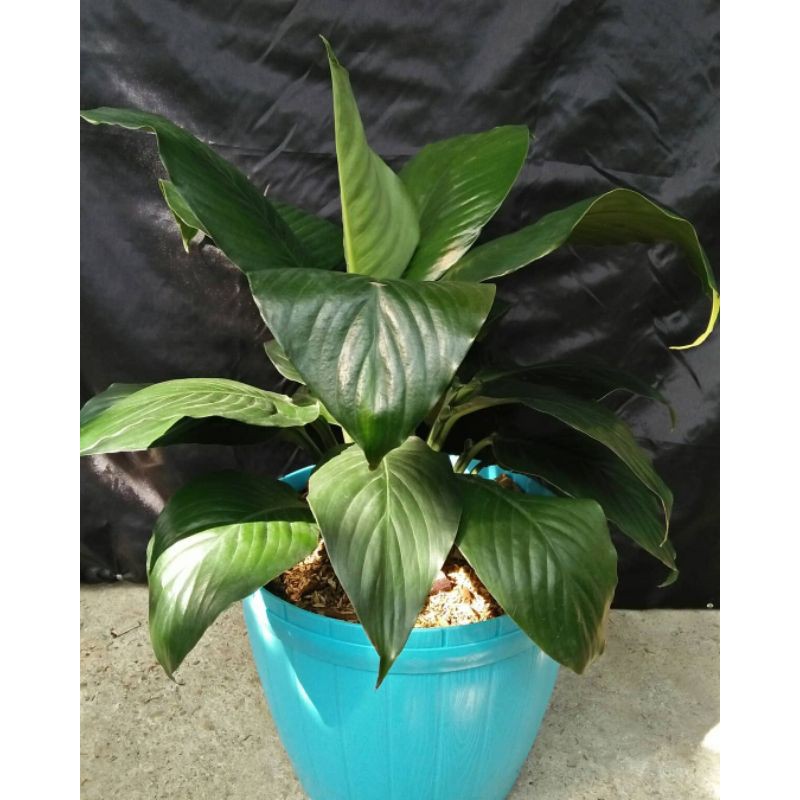 Spatupilum manaloa Bangkok.