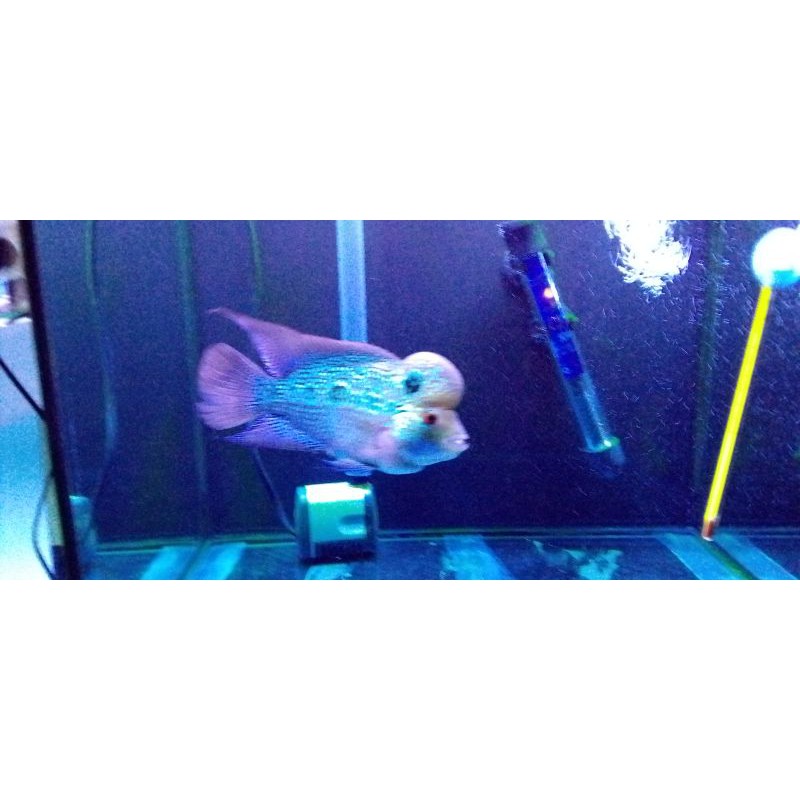 Louhan Cencu Jenong Uk 4 jari up