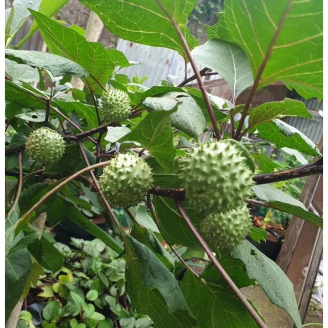 BUAH KECUBUNG WULUNG SEGAR 1 KG