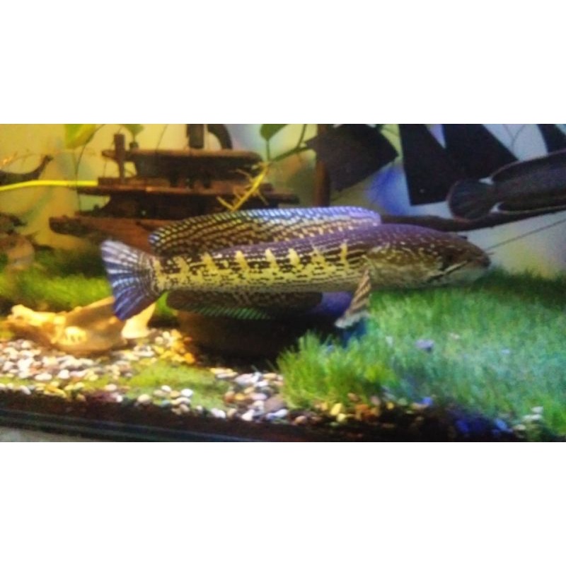 auranti 14-16cm warna cakep mulus bukan ikan PO y