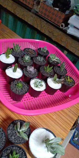 Kaktus Sukulen Paket 50 Pohon Bonus 50 Pot