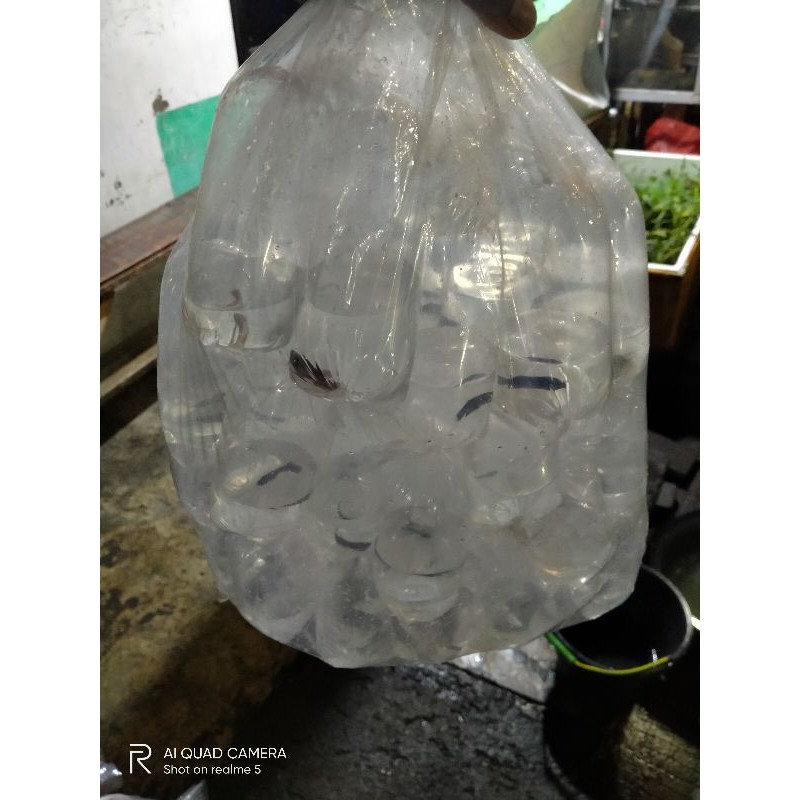 Avatar Nemo, Avatar gordon