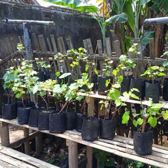 Bibit Anggur Import/grafting anggur import