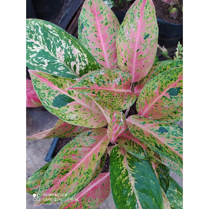AGLONEMA BIG ROY PINK DEWASA TERMURAHH