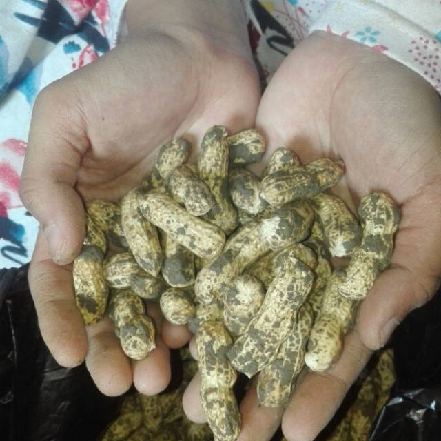 

1kg Kacang Tanah kulit basah Mentah untuk direbus/kacang rebus/kacang tanah mentah/kacang kulit