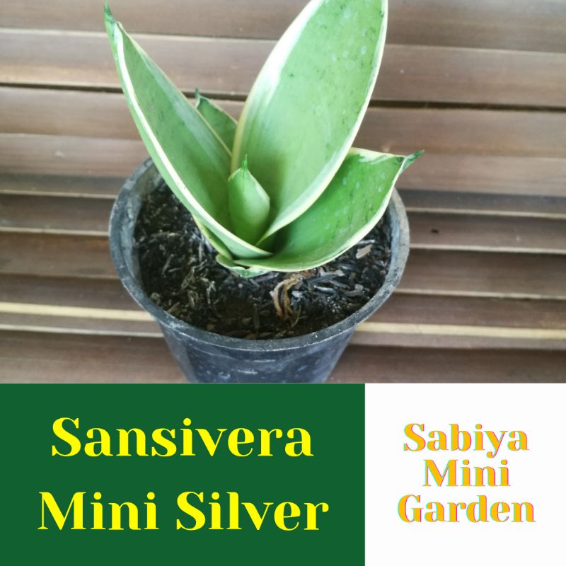 sansivera sansiviera lidah mertua mini silver