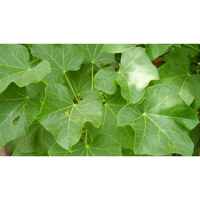 

Daun Jarak Segar / 10 Helai