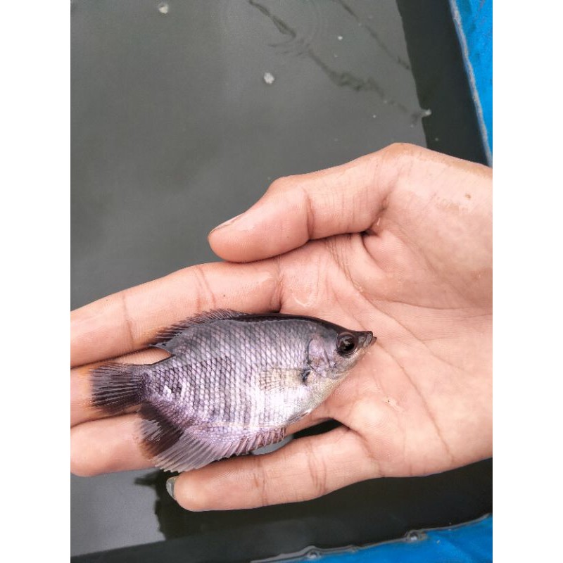 gurame soang 2 jari full