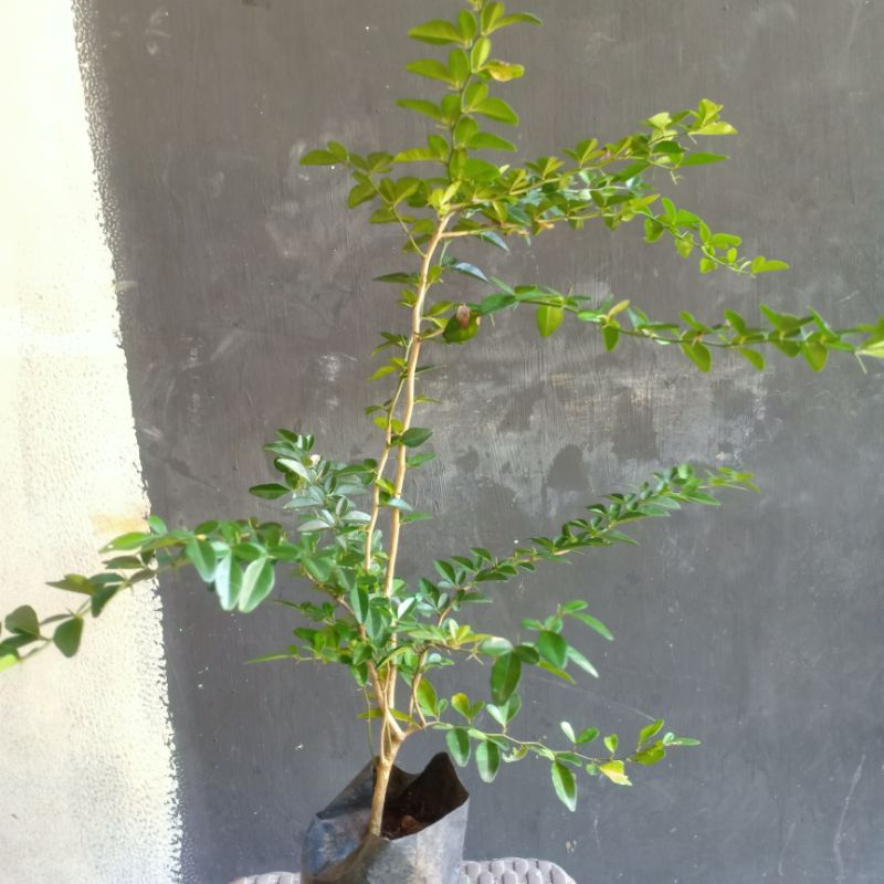 BIBIT BONSAI JERUK KINGKIT SEMAI BIJI