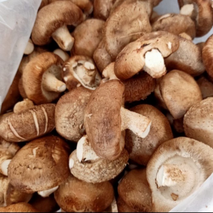

Jamur Shitake - 250 Gram