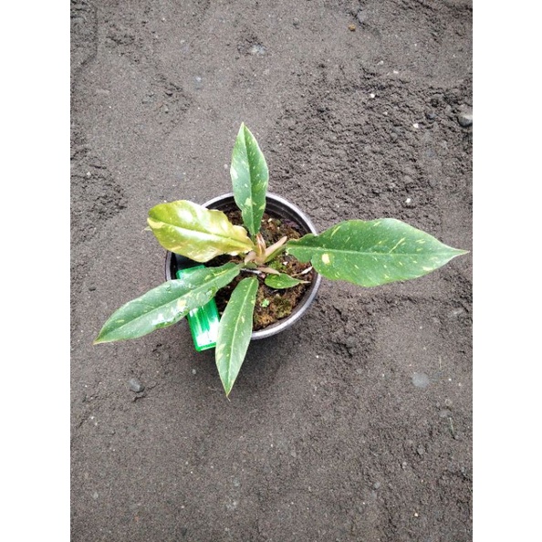 philodendron ring of fire