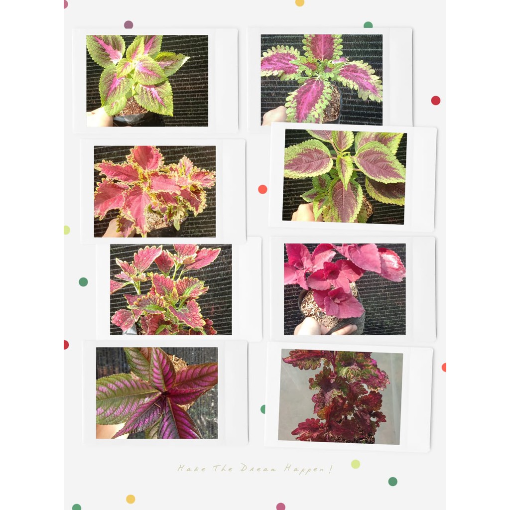 tanaman hias bunga miana warna warni murah berakar siap tanam