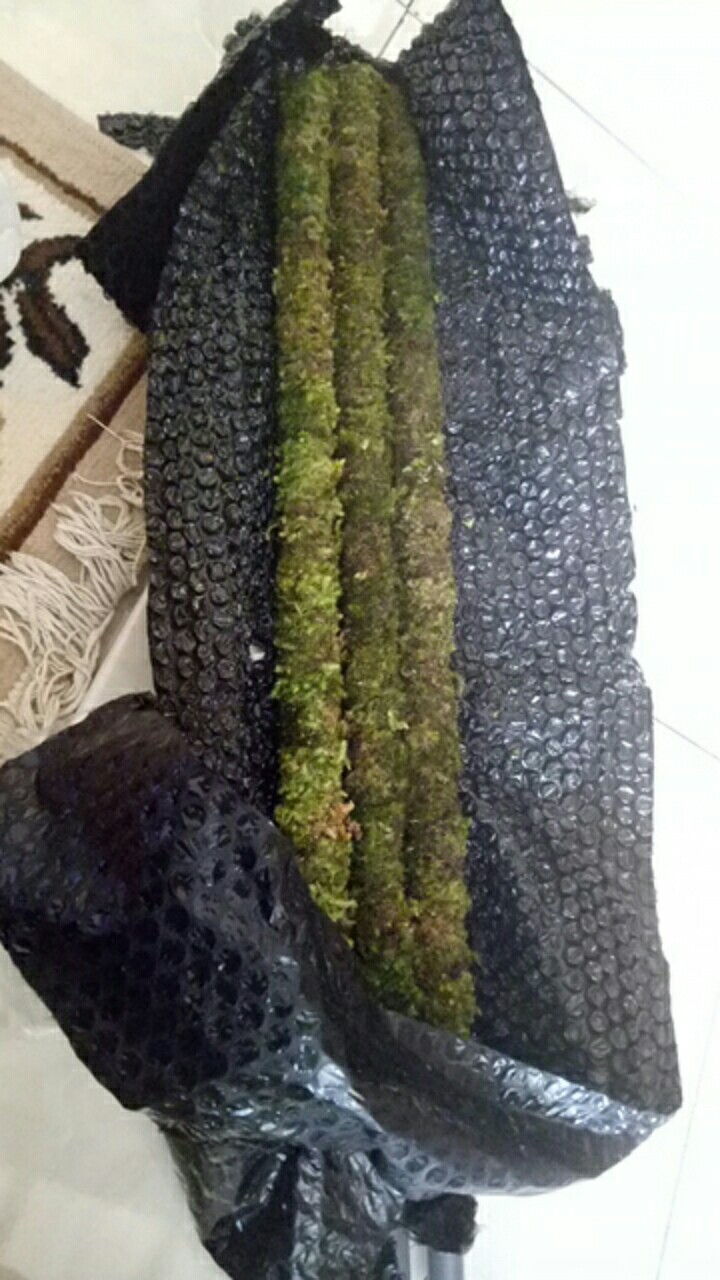 Turus Lumut 70cm Best Seller Harga Murah