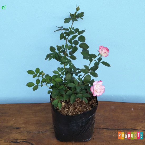 Berkebun asik Tanaman bibit bunga mawar merah putih