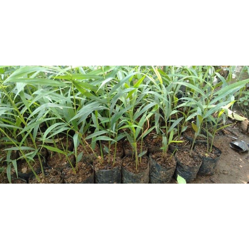Bibit jahe merah super unggul siap tanam