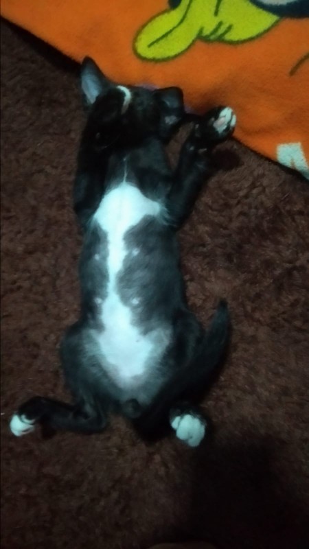 Set Pisau Dapur Isi 5pcs Pisau Set 5 Pcs Black J13