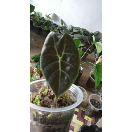 bonggol Alocasia watsonia kalbar | Alocasia watsoniana | alocasia watson