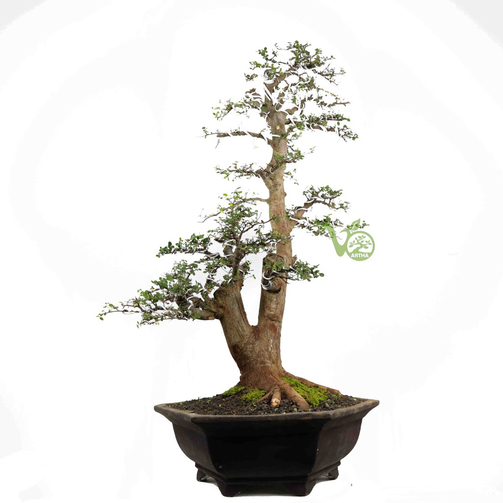 Bonsai Ulmus Micro 03