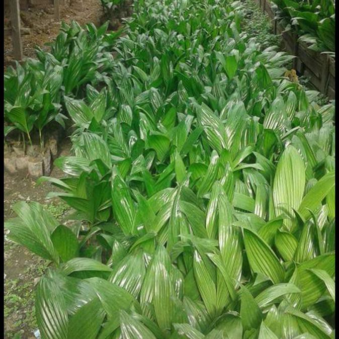 O0# BIBIT POHON PINANG THAILAND PENDEK %1