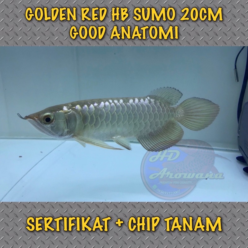 AROWANA GOLDEN RED HIGHBACK SUMO 20CM GOOD ANATOMI