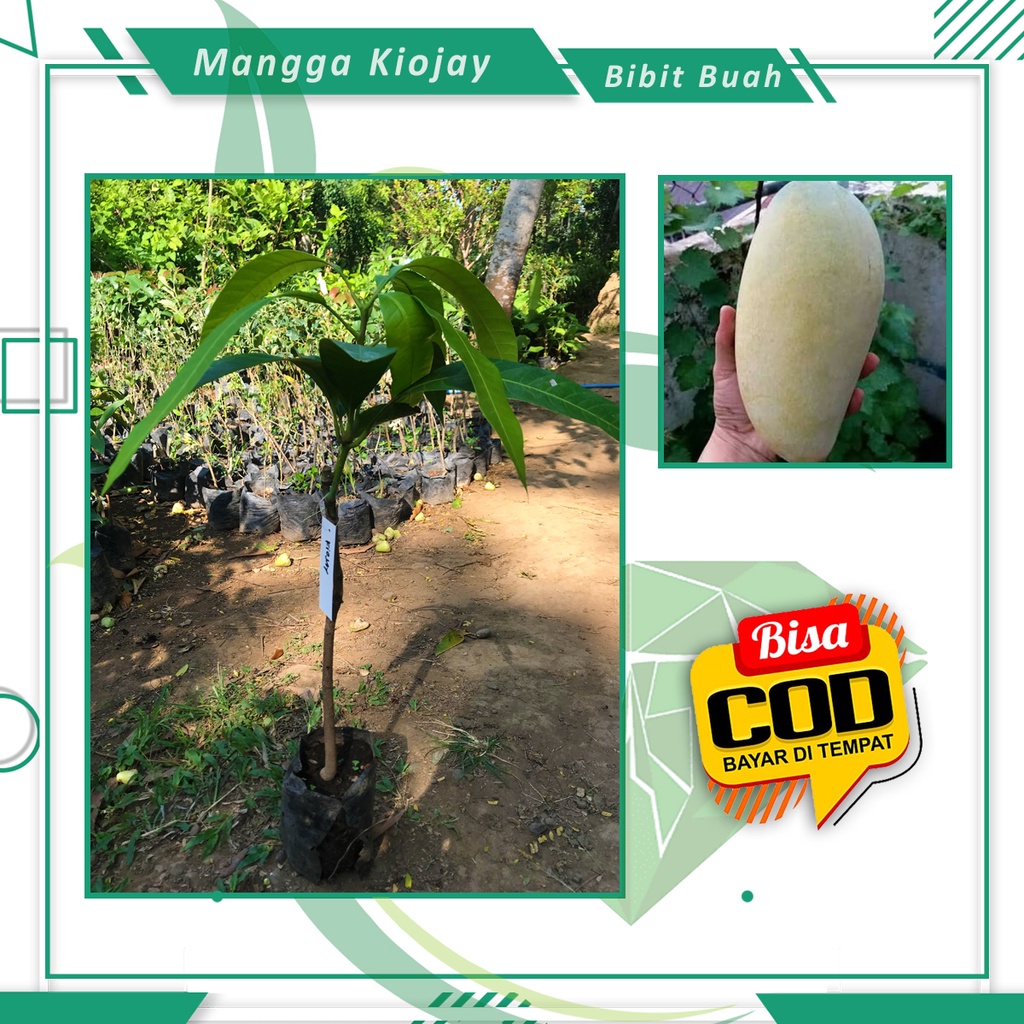 Bibit Mangga Kiojay Buah Mangga Hasil Okulasi [ SIAP KIRIM ]