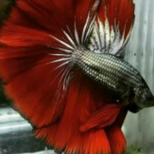 

CUPANG HALFMOON ROSE TAIL RED COOPER