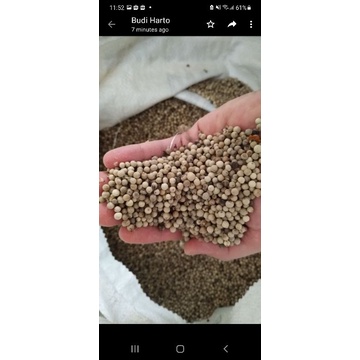 

Lada Putih/ Merica Putih 1 kg. harga murah