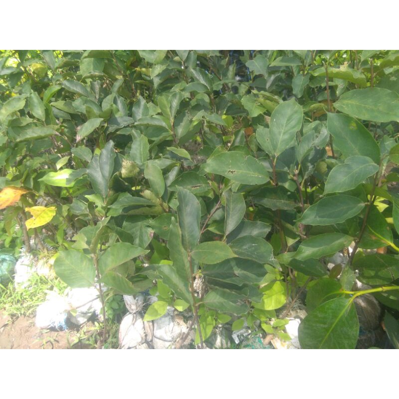 Hasil Okulasi Kantil Ungu BIBIT TANAMAN BUNGA KANTIL UNGU ASLI