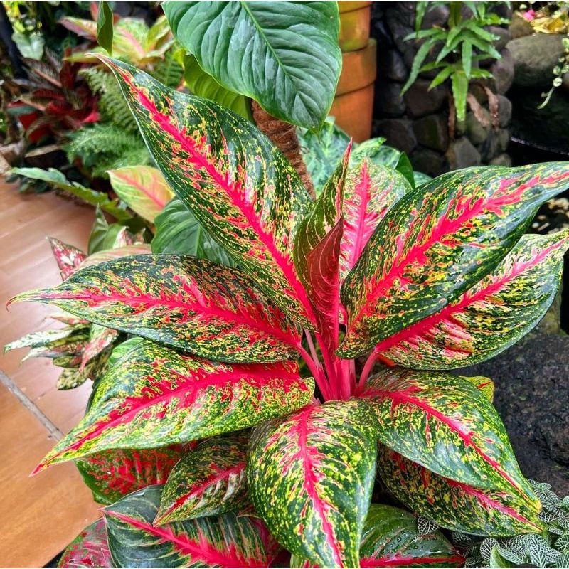 Aglonema hot lady cantik || BUKAN BONGGOL - tanaman hias hidup - bunga hidup - bunga aglonema - agla