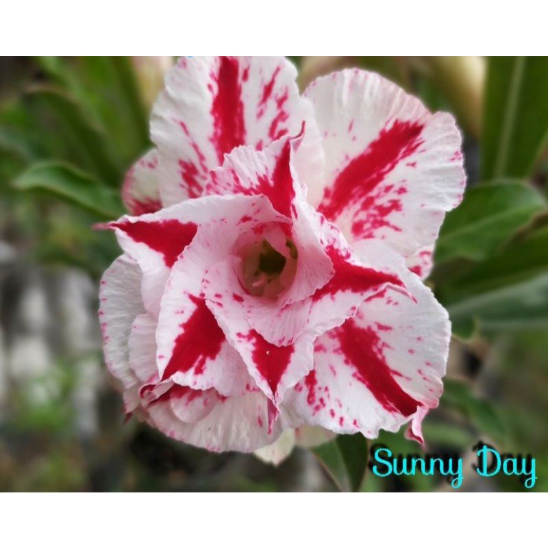 ADENIUM GRAFTING BUNGA TUMPUK