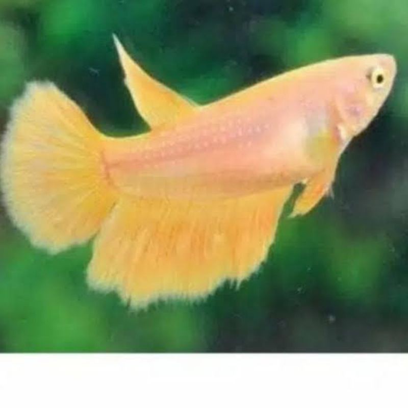 IKAN CUPANG HIAS HALFMOON HM YELLOW KUNING FEMALE