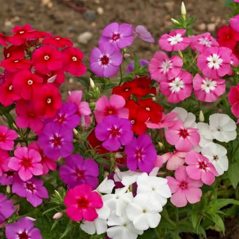 Benih Biji Bunga Phlox Annual Mix Benih Tanaman Phlox Campur