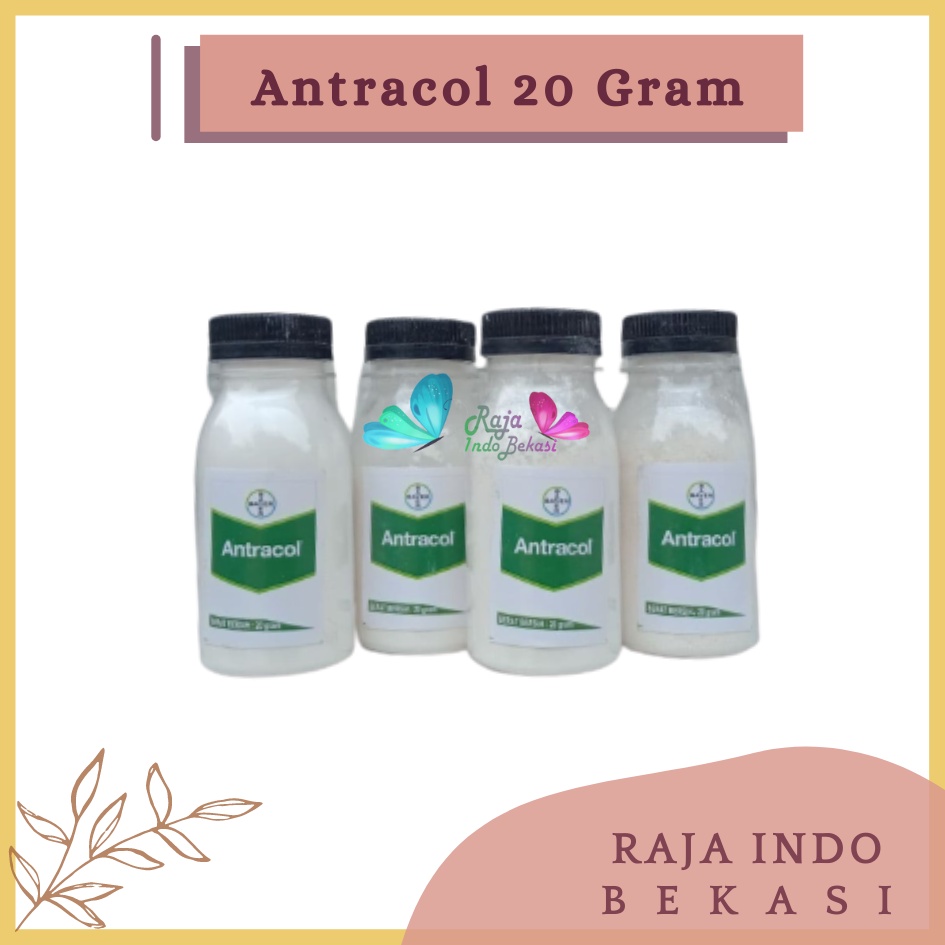 Rajaindobekasi Antracol Fungisida Botol 20 Gram Fungisida Antracol 70wp Zinc 250 Gram Obat Anti Jamur Pada Tanaman Fungisida Sistemik Pembasmi Infeksi Tanaman Jamur, Bercak &amp; Cacar Ampuh Antracol Fungisida 1kg 250 500gram 500gr Antracol Fungisida