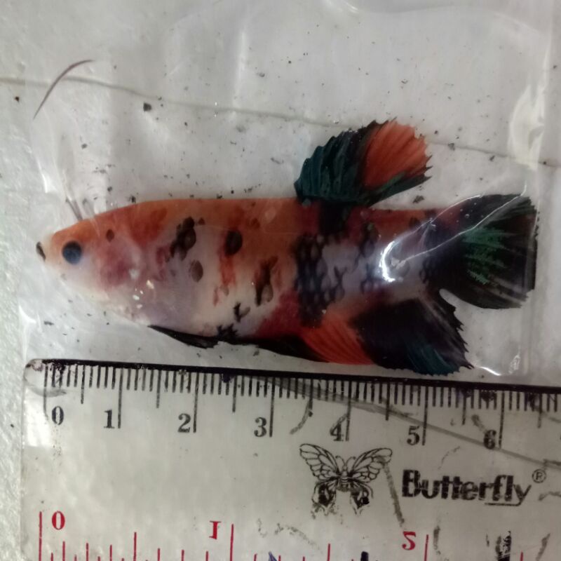 ikan cupang betina giant