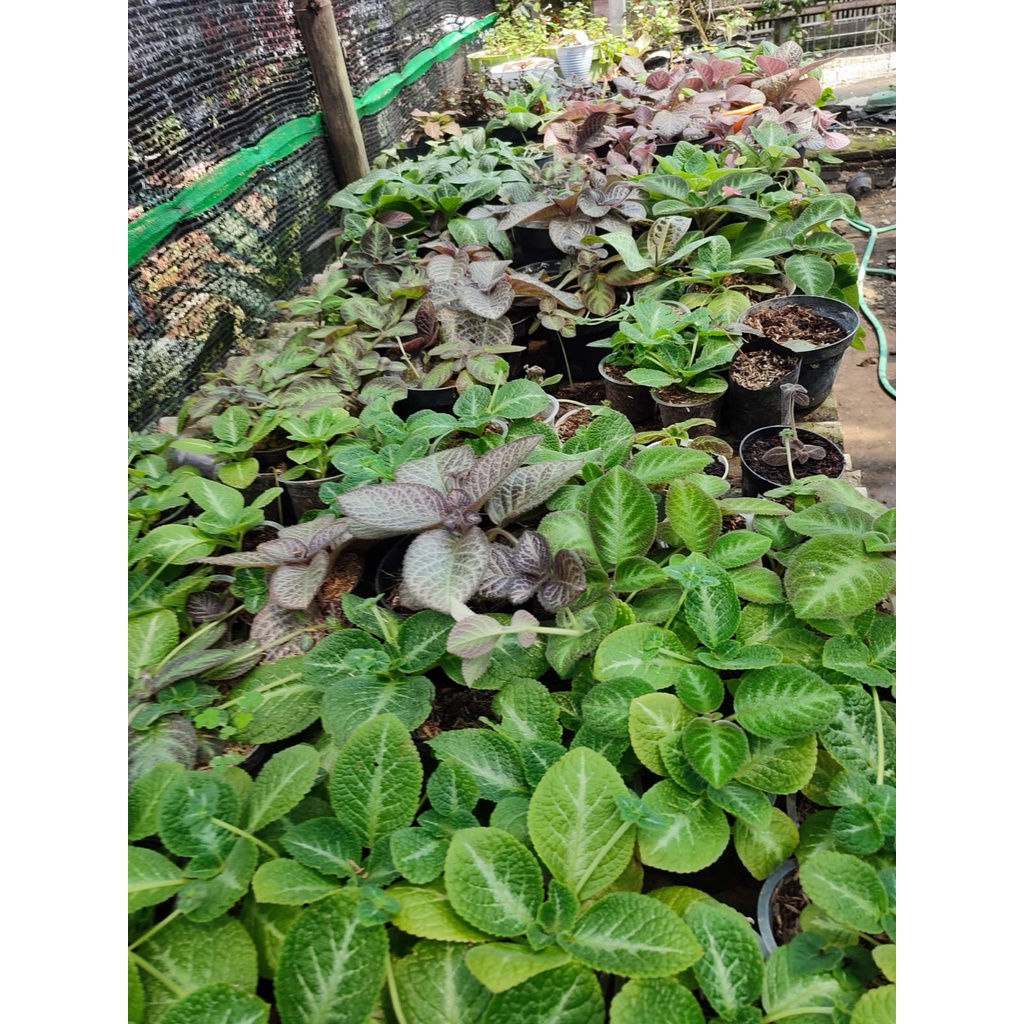 Tanaman Bunga Episcia Impor Little Pom-Pom Bunga Episcia Import Tanaman Bunga Murah