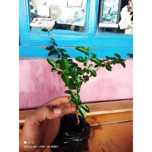 Bibit Bonsai Jeruk Kingkit