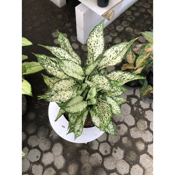Aglaonema snow white rumpun