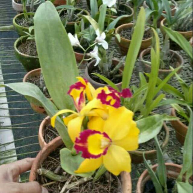 PROMO...Anggrek Cattleya Thailand Remaja Dewasa