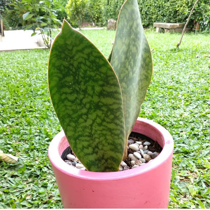 tanaman hias sansevieria masoniana - sansivera centong - lidah mertua