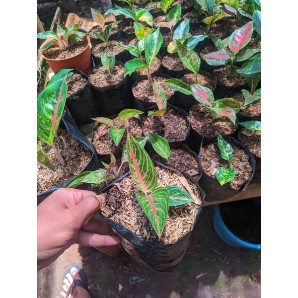 PROMO TERMURAH ANAKAN AGLONEMA LEGACY MERAH BABY BIBIT