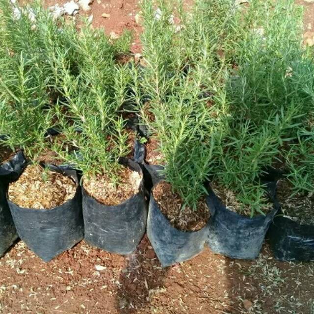 Pohon rosemary - Tanaman rosemary pengusir nyamuk