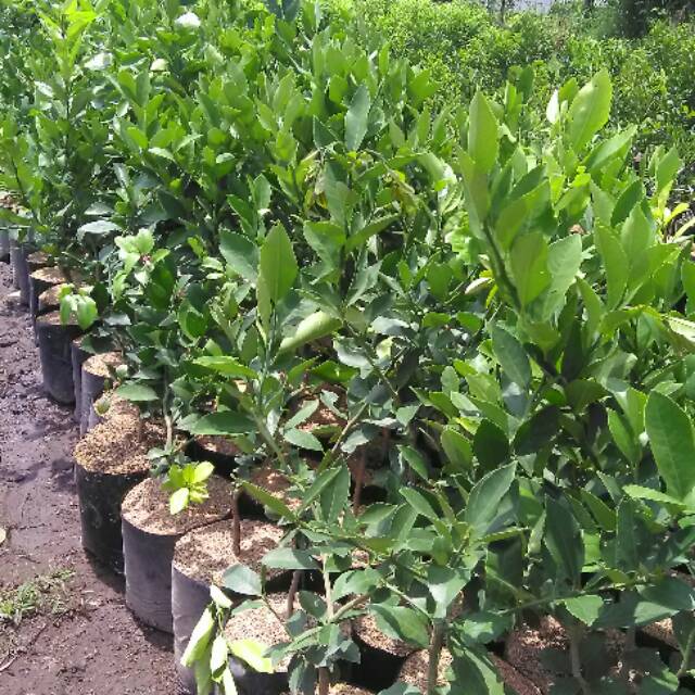 

bibit buah jeruk florida import