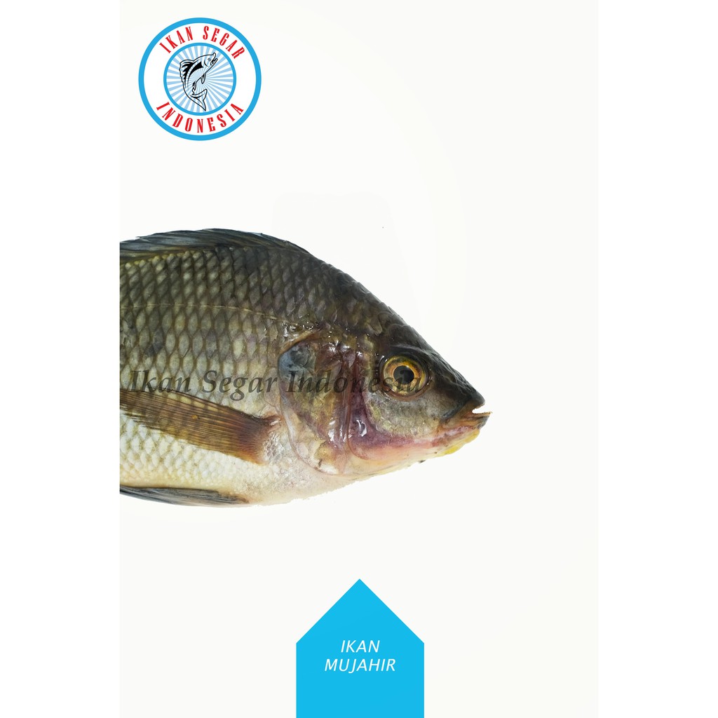

IKAN MUJAHIR FRESH/ 4-6 Ekor/ 900-1000 gr