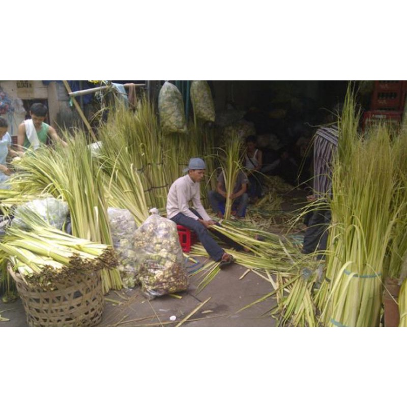 

Janur kuning untuk kupat harga 1 lembar ready stok diambil dadakan janur kelapa